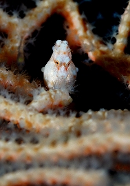 Raja Ampat 2019 - DSC06839_rc - Pygmy seahorse - hippocampes pygmee - Hippocampus bargibanti